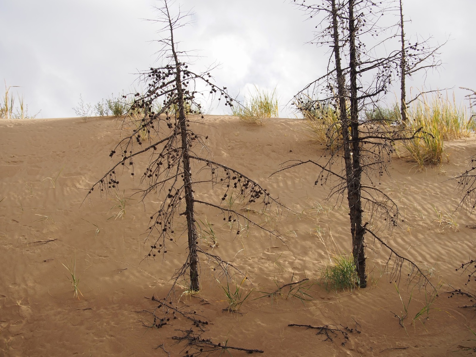 Mongolia, untouched nature - My, Mongolia, Nature, beauty, Story, Landscape, Longpost