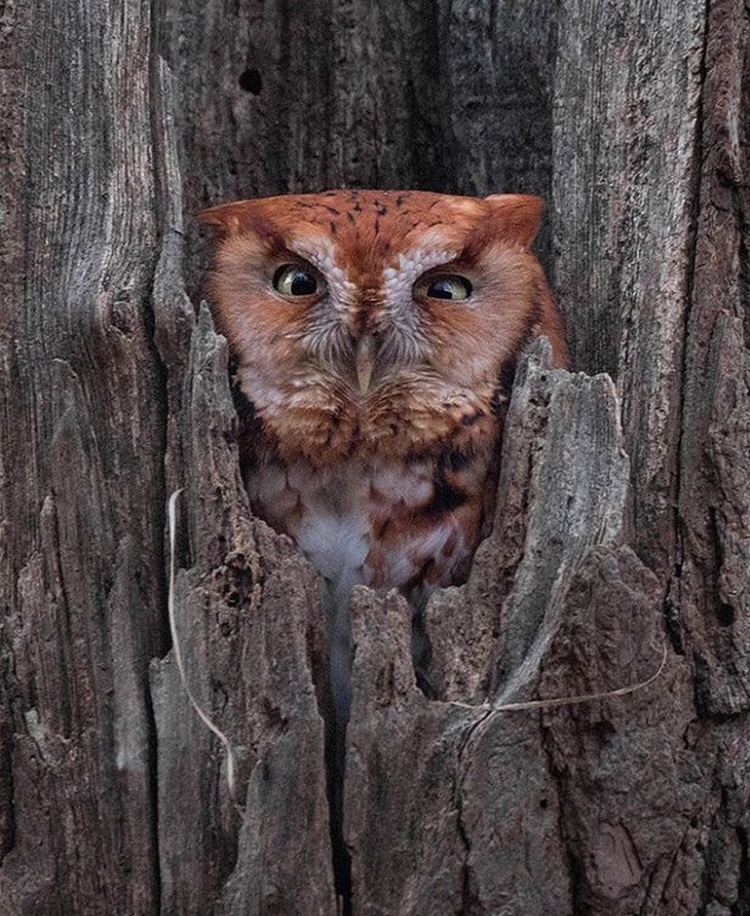 - Well, let's say I woke up - Owl, Hollow, The photo, Nature, Forest