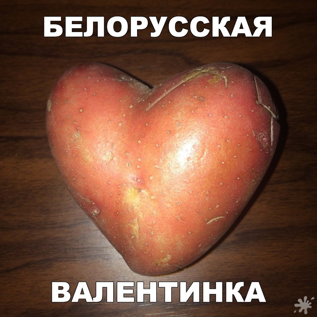 The best gift for February 14 in Belarus :) - My, Joke, Humor, Coub, 