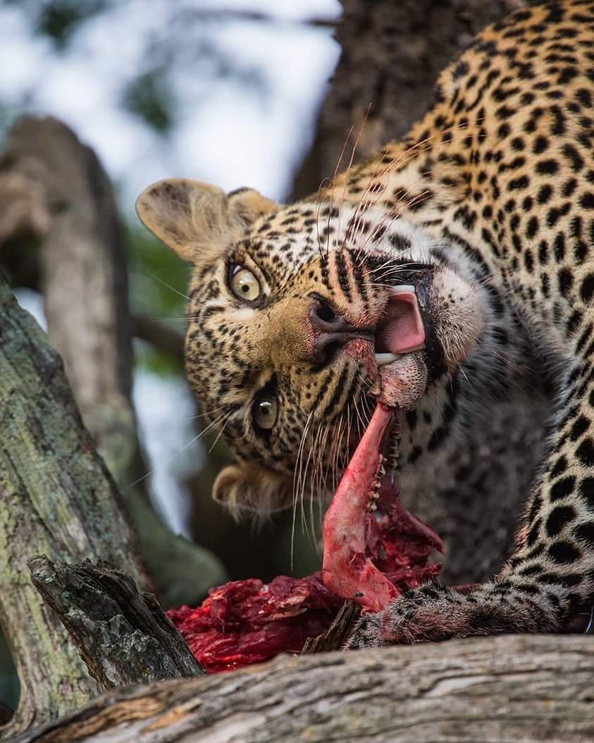 cutie - The photo, Leopard, Photogenic, Dinner