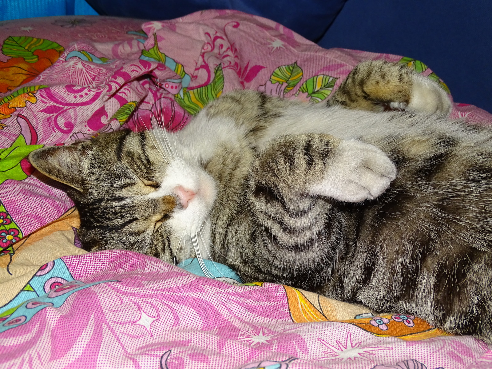 Timoshka, sleep and favorite position. - My, cat, , Bed, Dream, Funny, Longpost