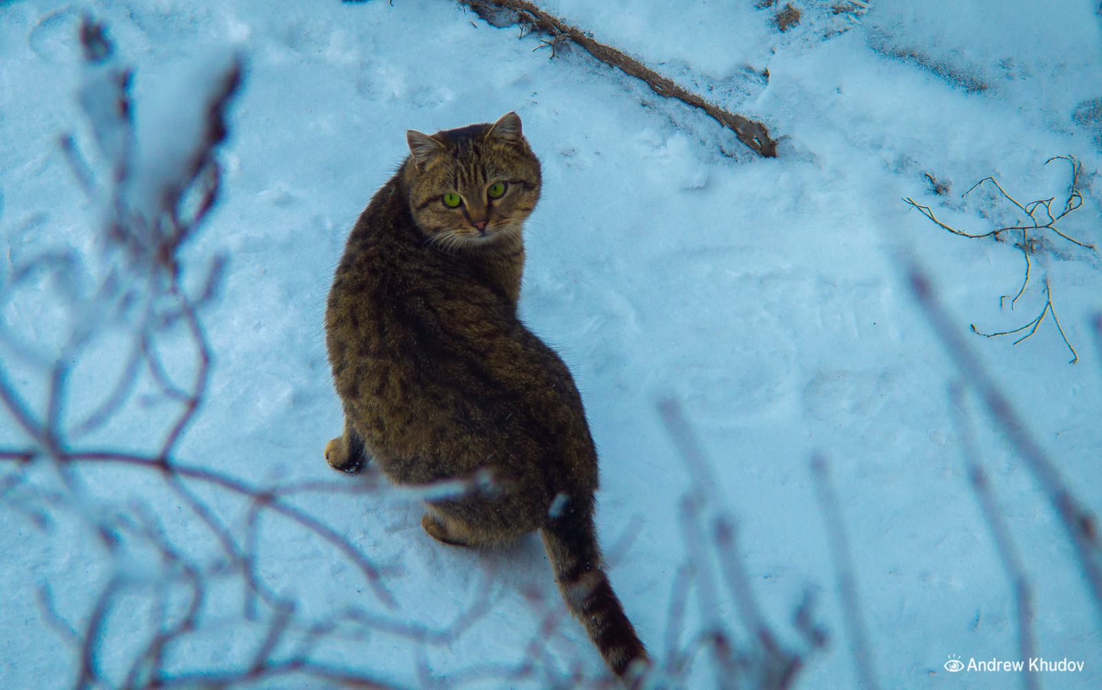 Neighbor's cat. Party nickname Predator. - My, cat, , Predator, cat house, The beast