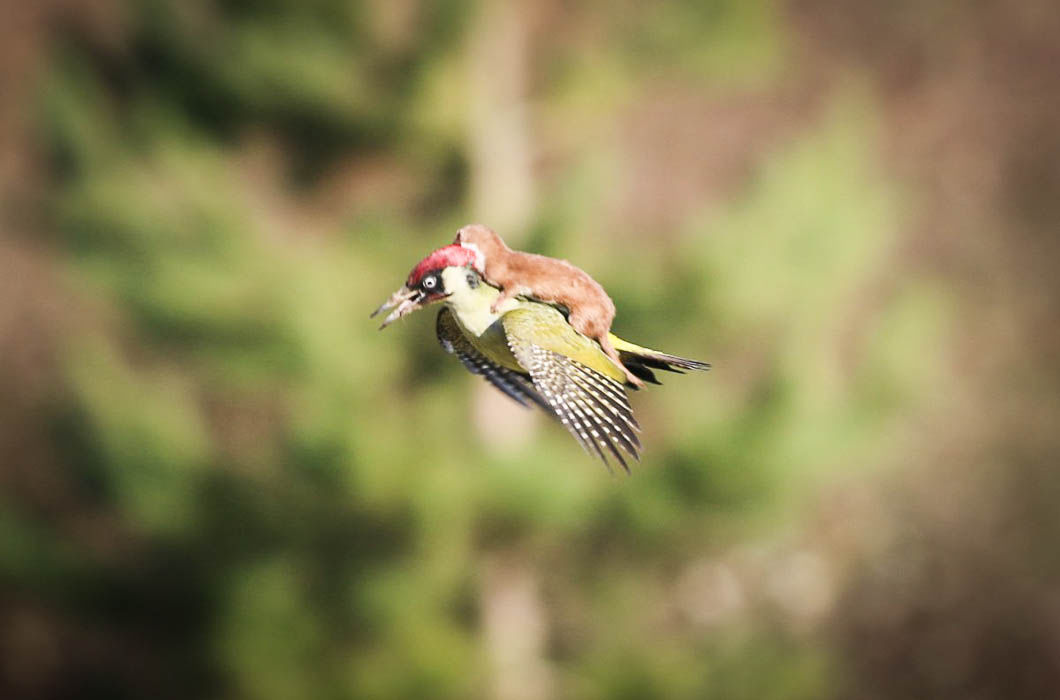 Weasel flies on a woodpecker - The photo, Animals, Woodpeckers, Flight, Nature, Lucky shot, Lucky moment