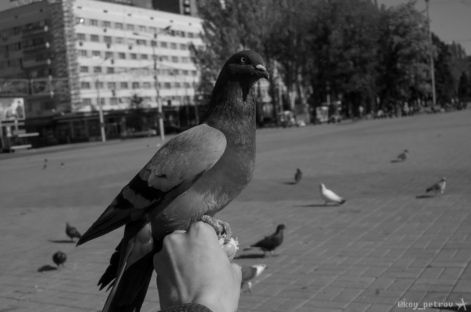 Animal world - My, Portrait, The photo, Pigeon, Nature, Longpost