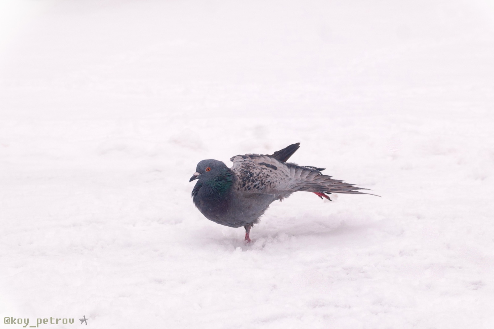 Animal world - My, Portrait, The photo, Pigeon, Nature, Longpost