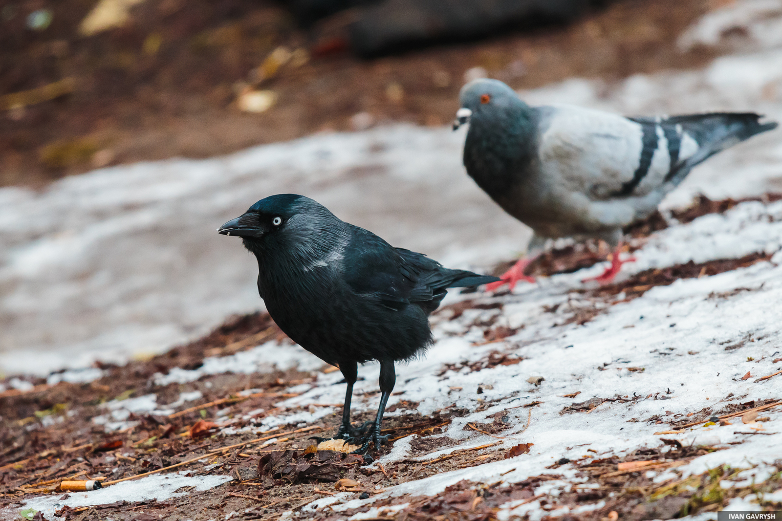 Jackdaws have arrived - My, Birds, Jackdaw, Longpost