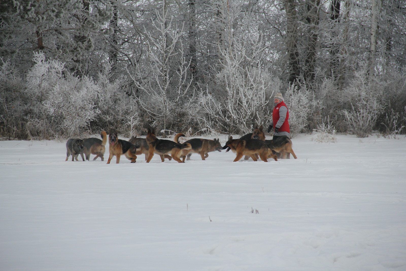 Winter racing - My, Dog, German Shepherd, Longpost