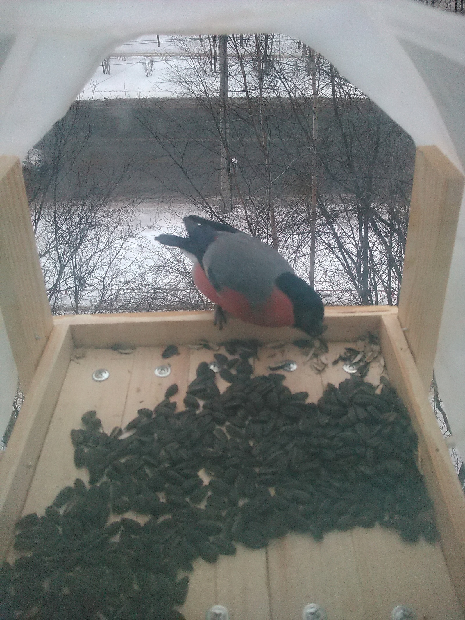 First visitor. - My, Birds, Trough