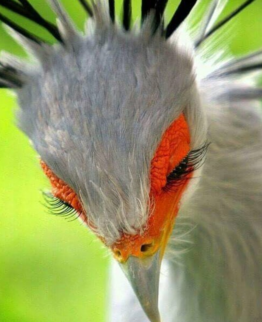 Insanely Flirty Secretary Bird - Secretary Bird, Biology, beauty of nature, Longpost, Birds, Animals