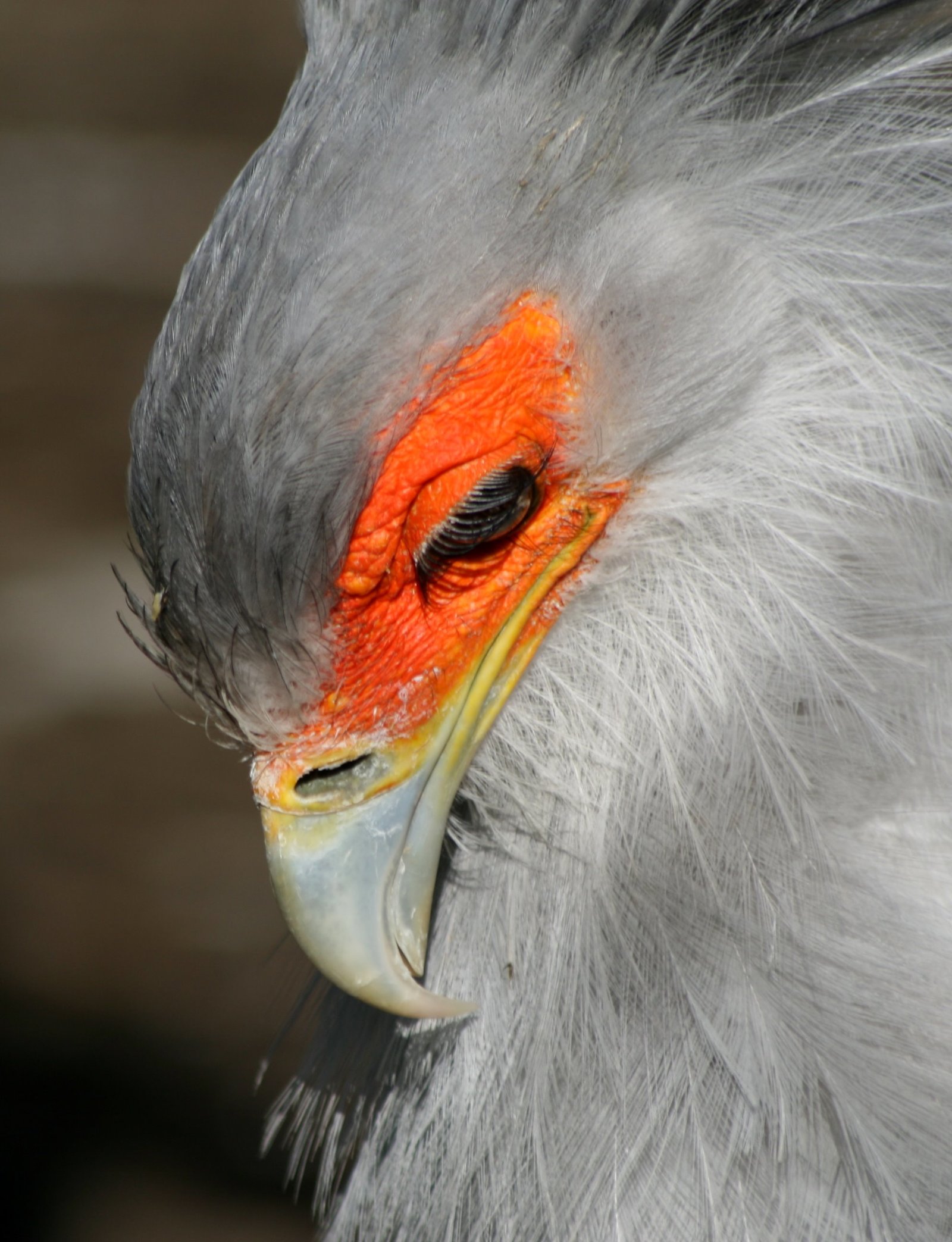 Insanely Flirty Secretary Bird - Secretary Bird, Biology, beauty of nature, Longpost, Birds, Animals