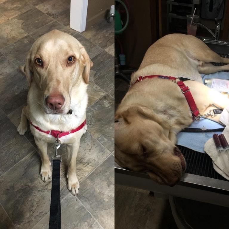 A good boy became a donor. - Reddit, Dog, Donor