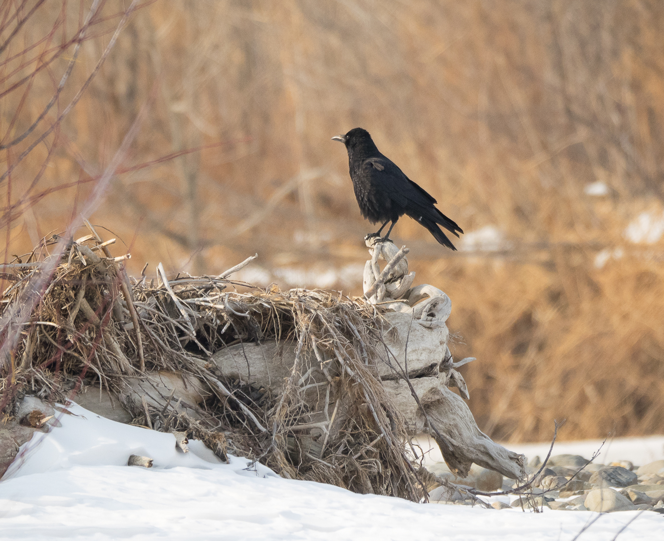 Birds on the river - My, Birds, Photo hunting, Crow, Eagle, Bullfinches, Accentor, Thrush, Longpost