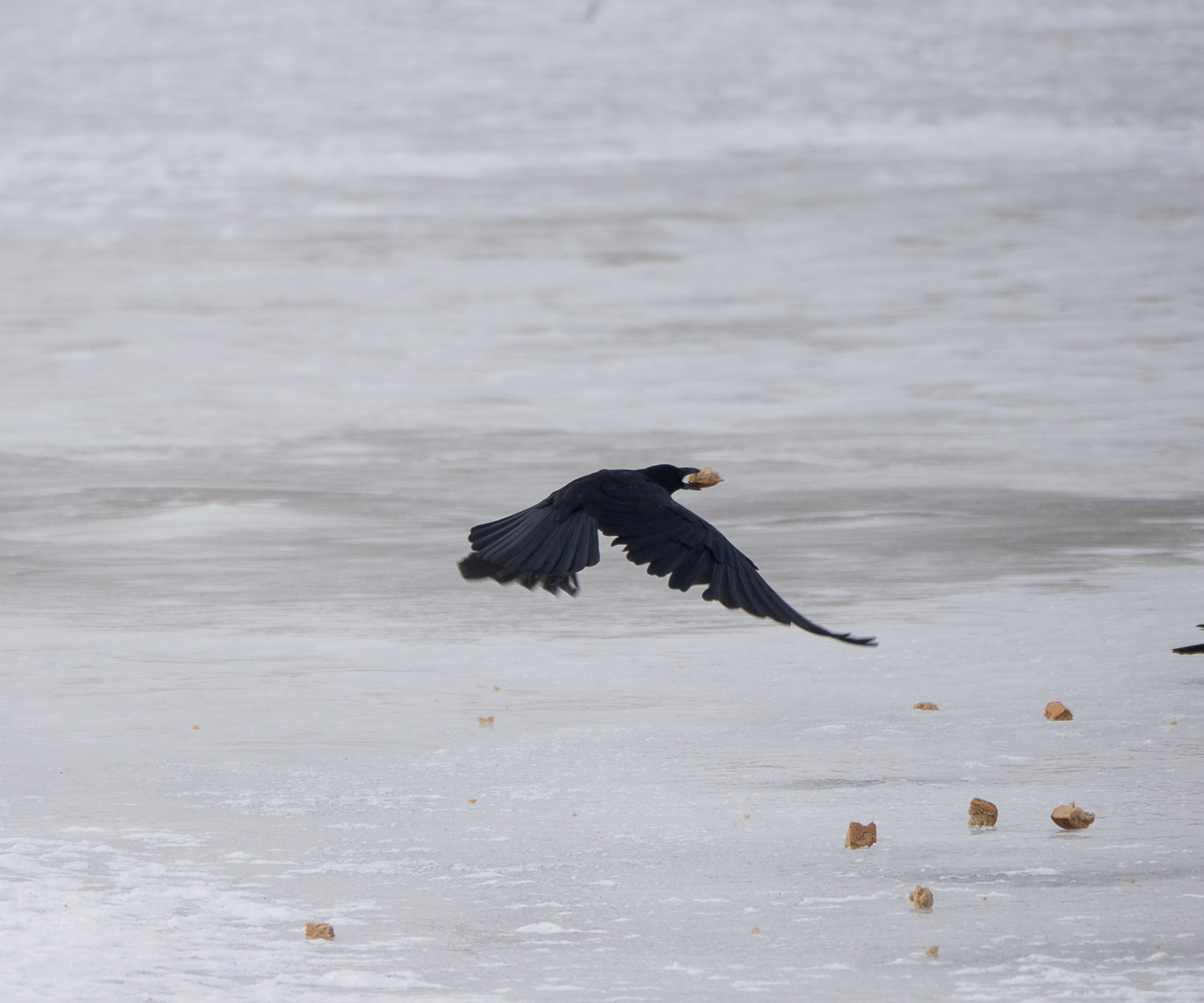 Birds on the river - My, Birds, Photo hunting, Crow, Eagle, Bullfinches, Accentor, Thrush, Longpost