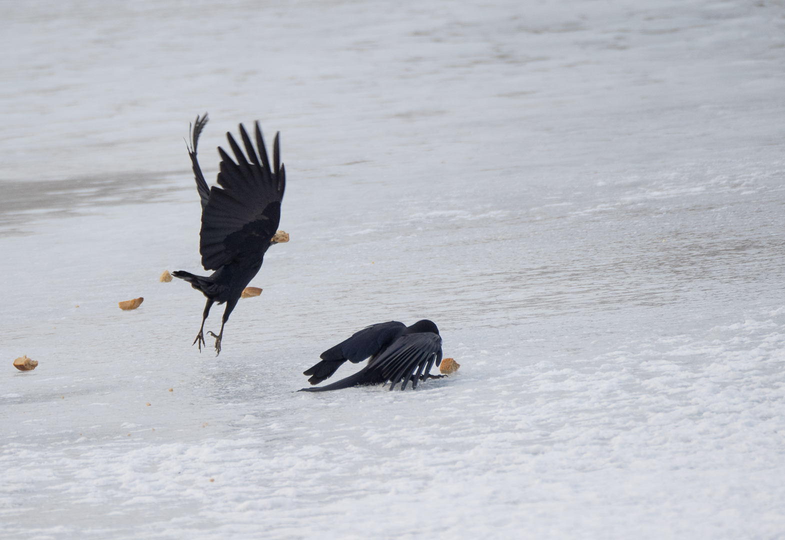 Birds on the river - My, Birds, Photo hunting, Crow, Eagle, Bullfinches, Accentor, Thrush, Longpost