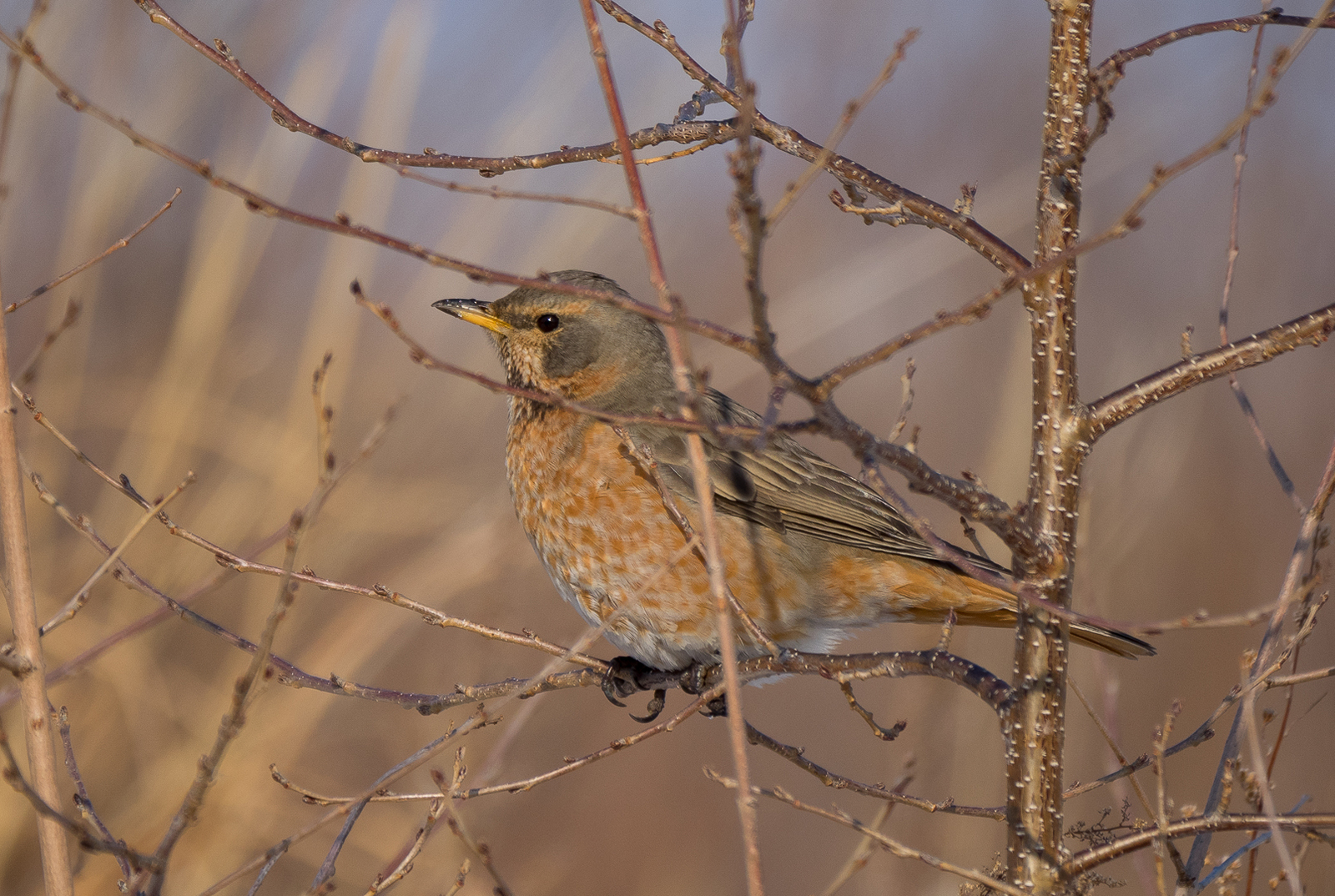 Birds on the river - My, Birds, Photo hunting, Crow, Eagle, Bullfinches, Accentor, Thrush, Longpost