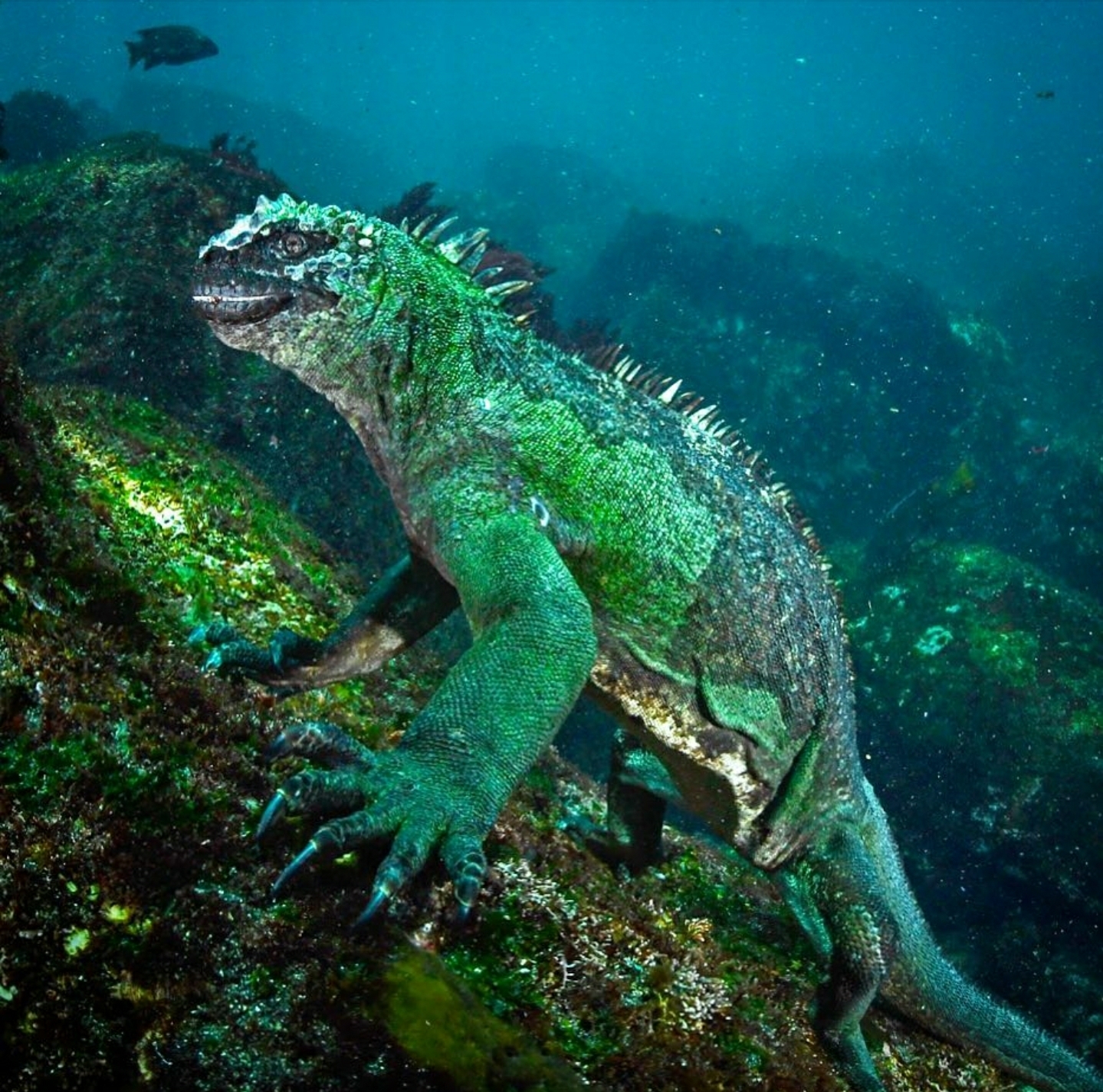 marine iguana - Iguana, Under the water, Reddit