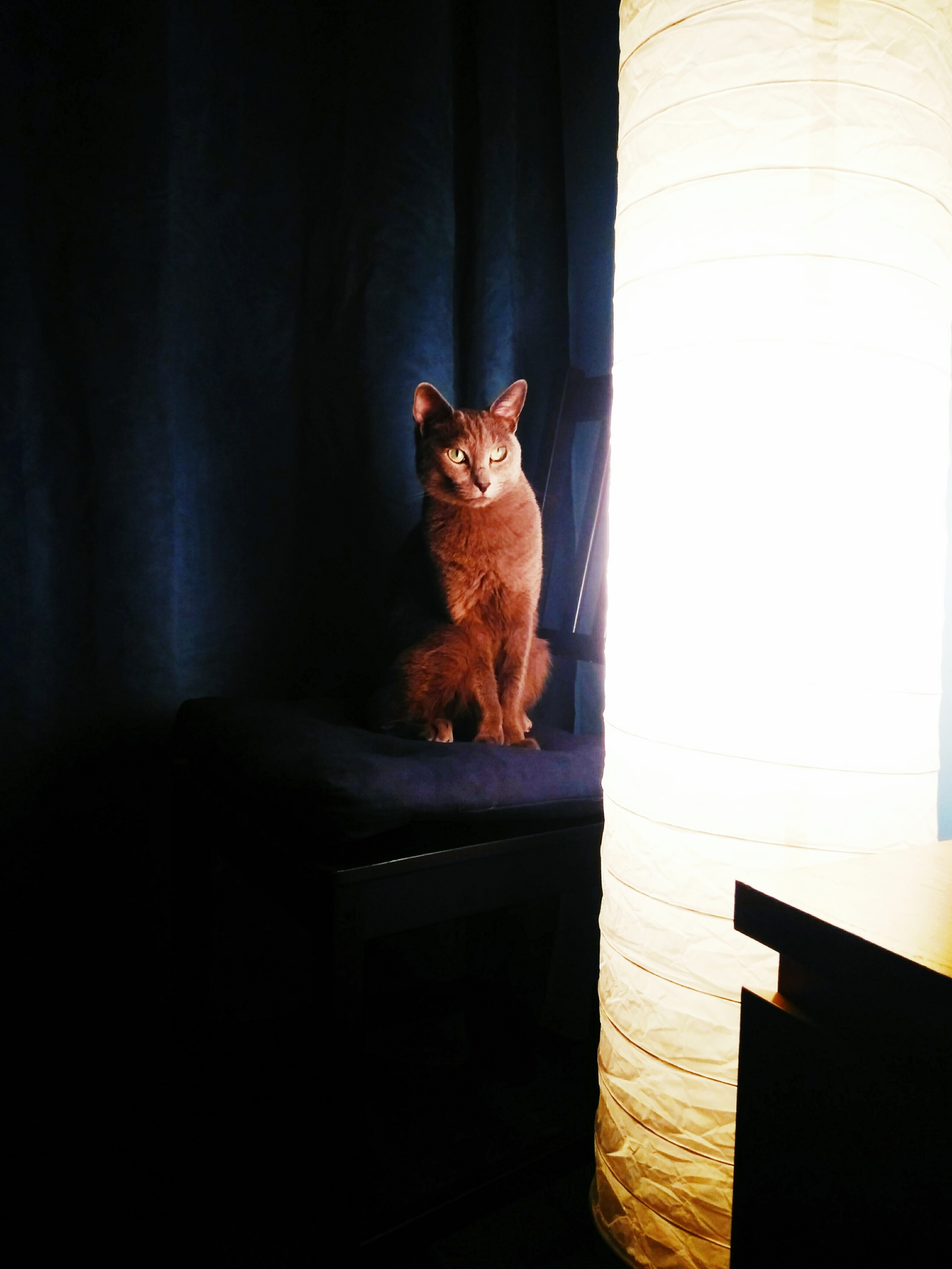 Lamp cat - My, Cat with lamp, Catomafia, cat