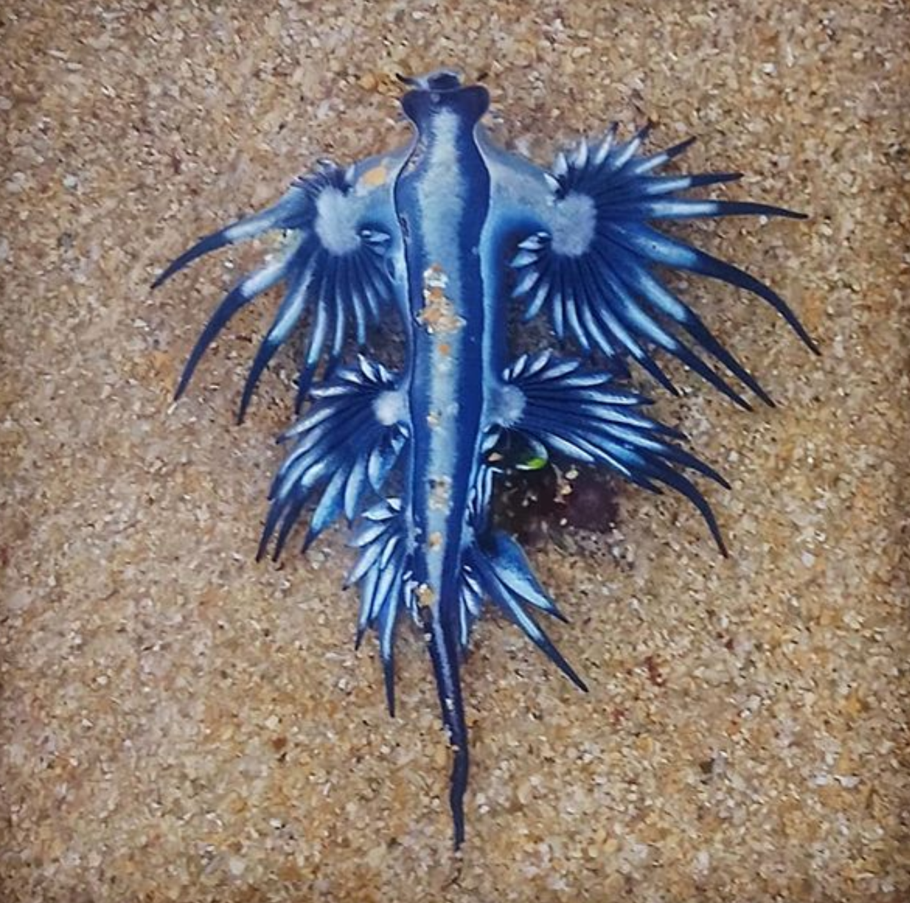 Ядовитый голубой морской дракон