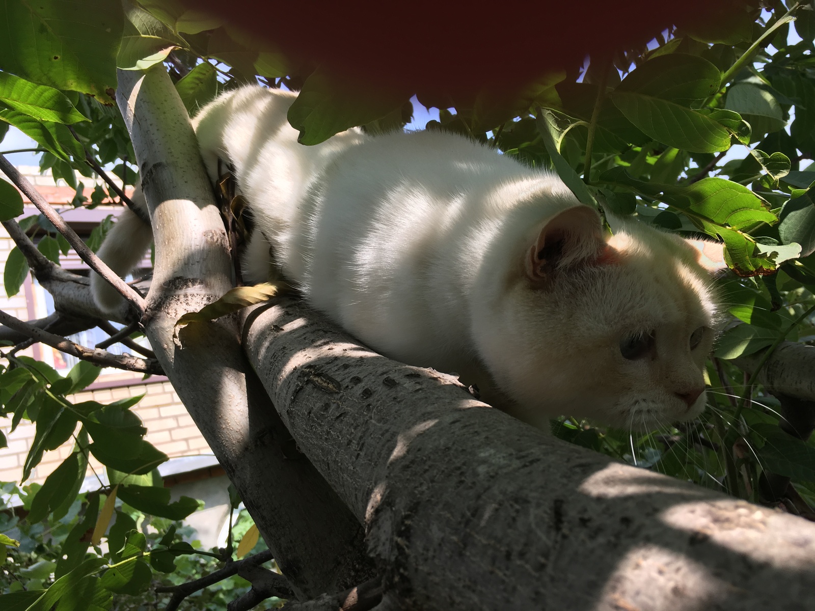 tree snake - My, cat, Funtik