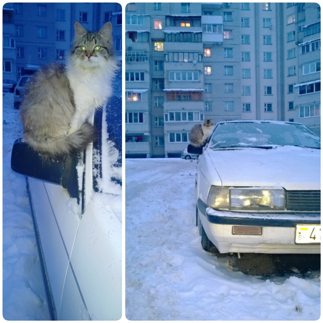 I want to be a cat - Not mine, Winter, cat