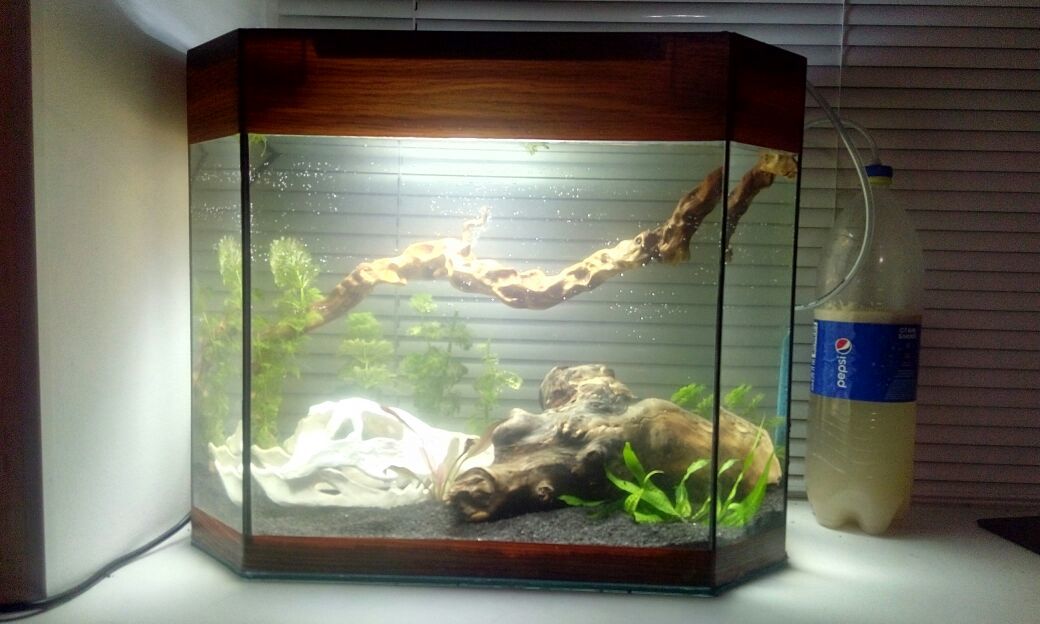 The first aquarium - My, My, First post, The first aquarium