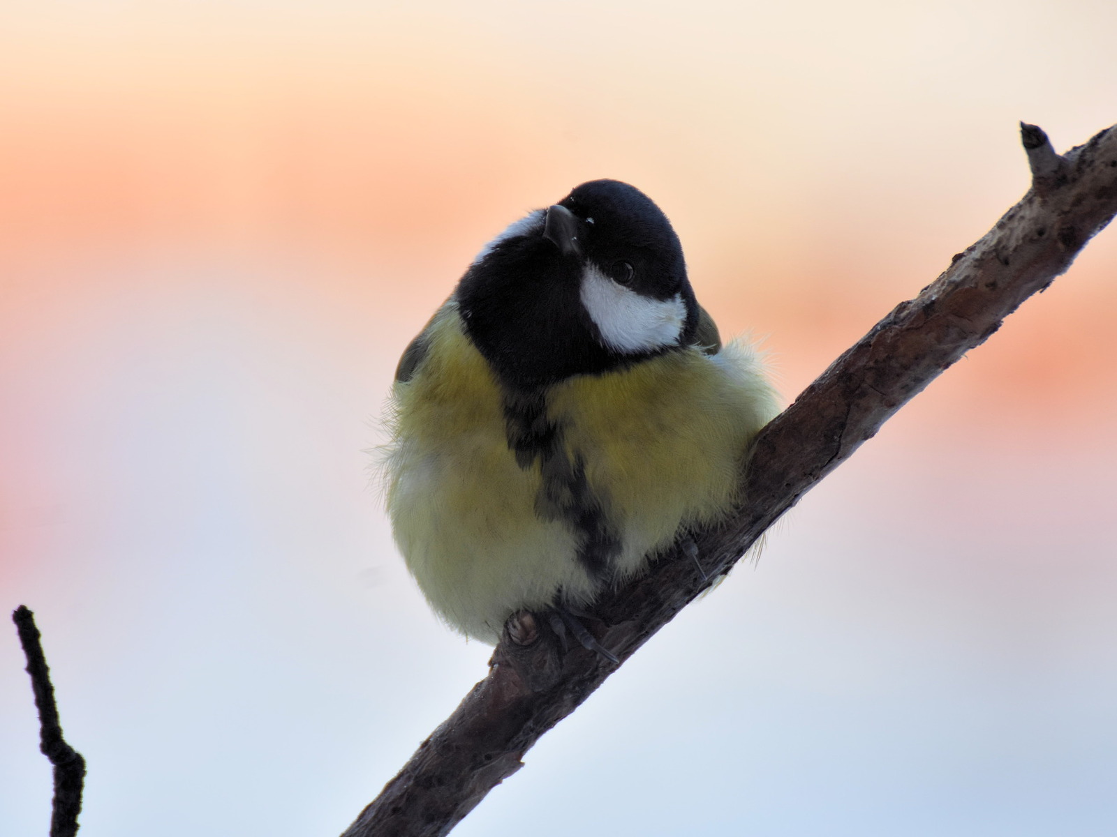 And at our window... - My, Birds, Dubonos, Bird watching, Winter, Woodpeckers, Bullfinches, Longpost, Trough