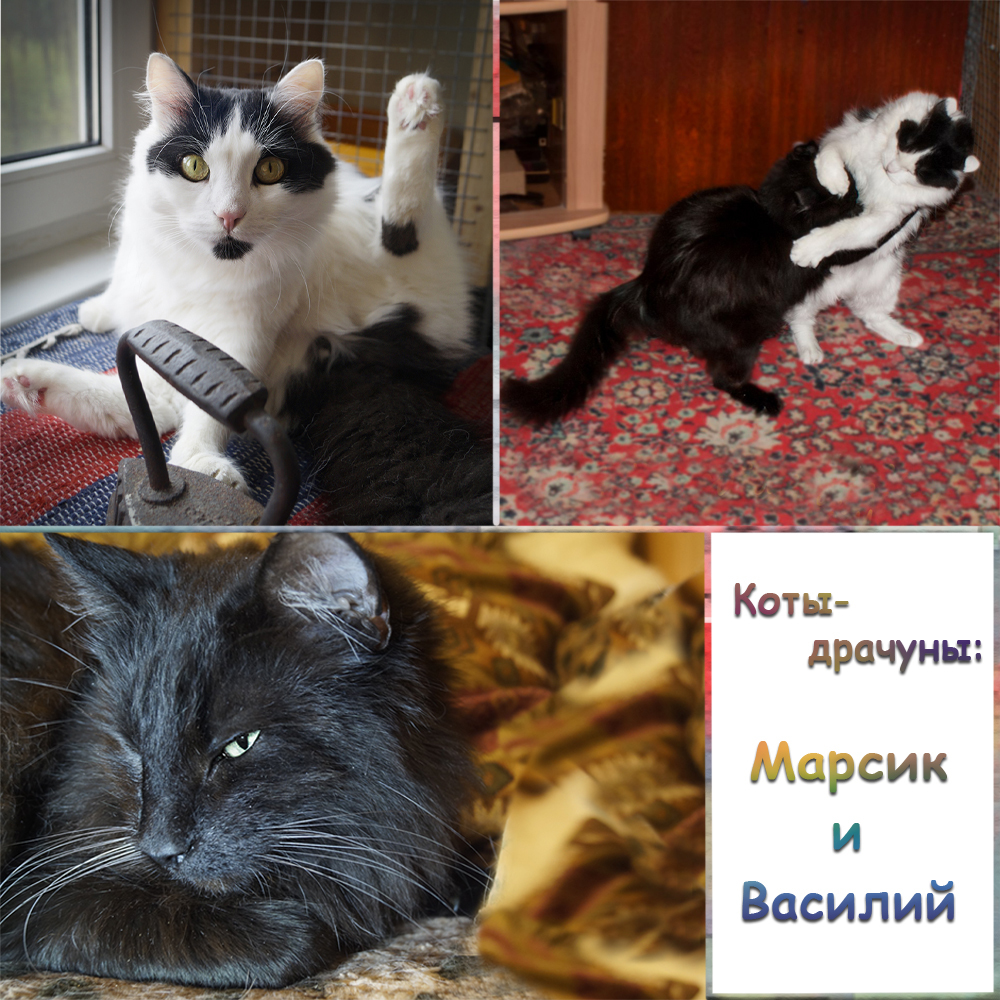 OUR BLACKS ARE WAITING FOR YOU, GOOD MAN!!! - My, cat, In good hands, , Catomafia, Minsk, Longpost