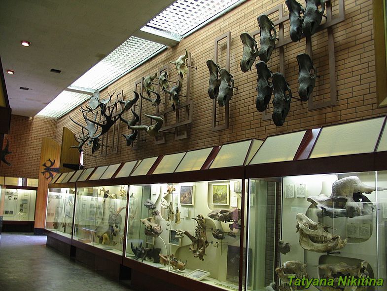 Amazing dinosaur museum - Museums in Moscow, Paleontology, Longpost