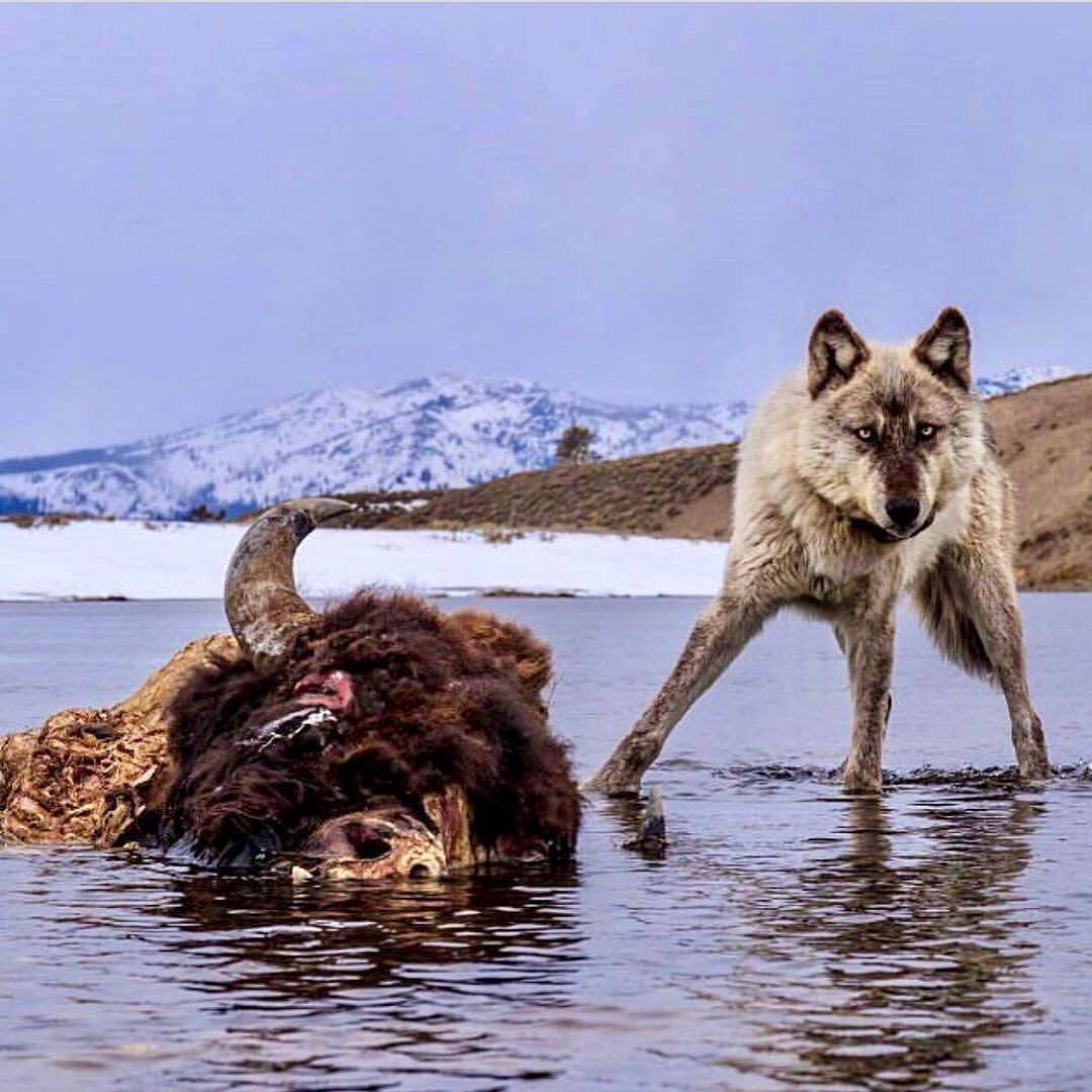 Hourly - The photo, Yellowstone, Wolf, Buffalo