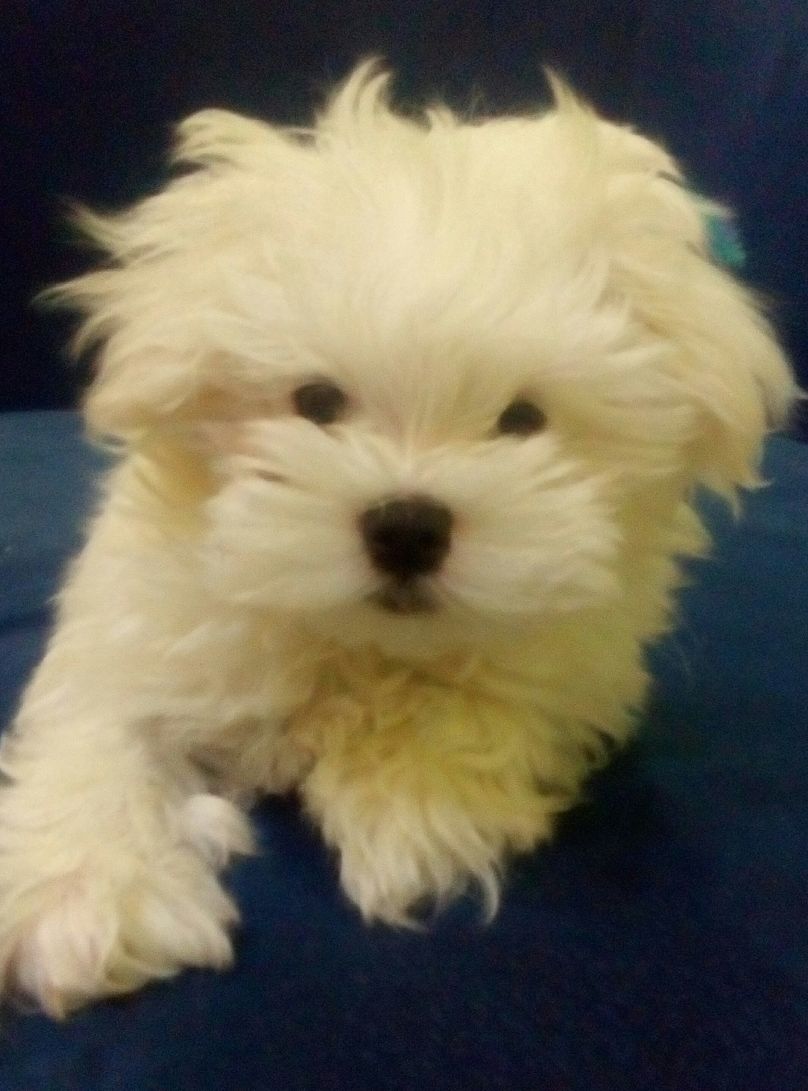 Miracle baby! - My, Maltese, Maltese lapdog, Children, Longpost, Dog