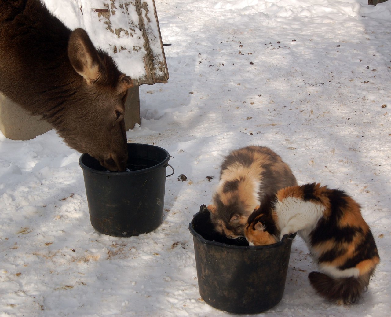 The cats sat on the window, and then on the watering hole, meowed with the deer and the raccoon calls them into the house =) - cat, Deer, mini zoo, Volokolamsk, Not mine, Longpost, Raccoon, Deer