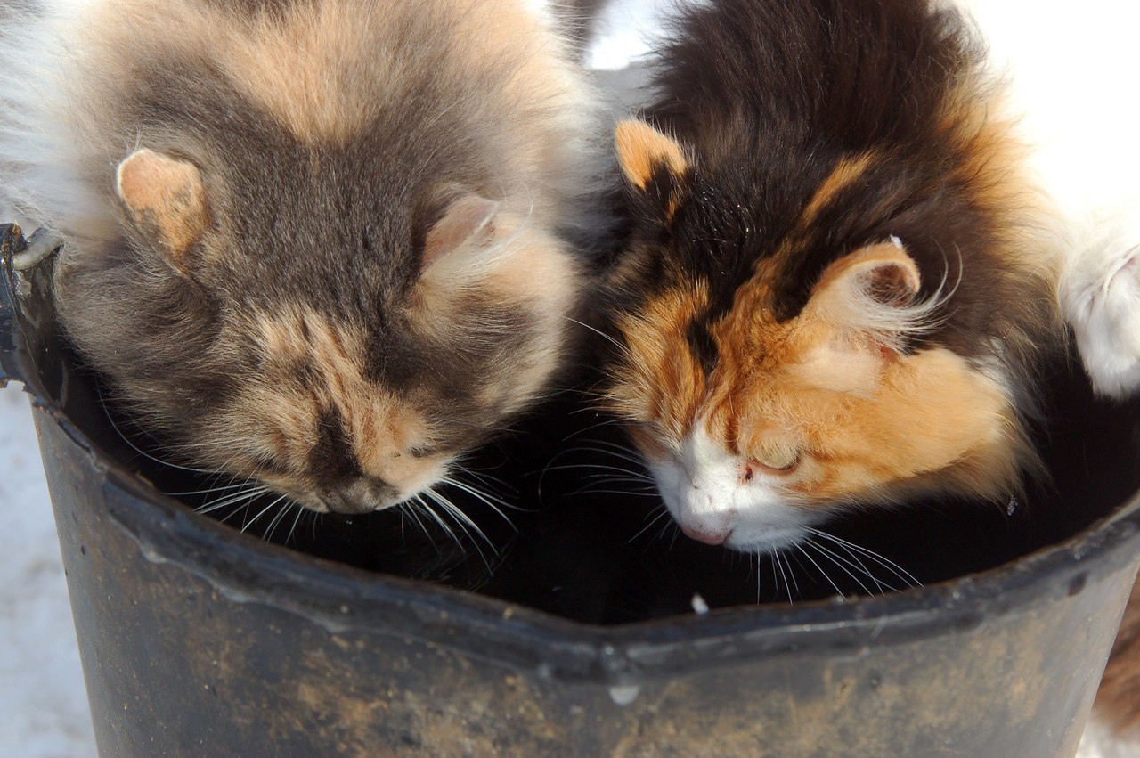 The cats sat on the window, and then on the watering hole, meowed with the deer and the raccoon calls them into the house =) - cat, Deer, mini zoo, Volokolamsk, Not mine, Longpost, Raccoon, Deer