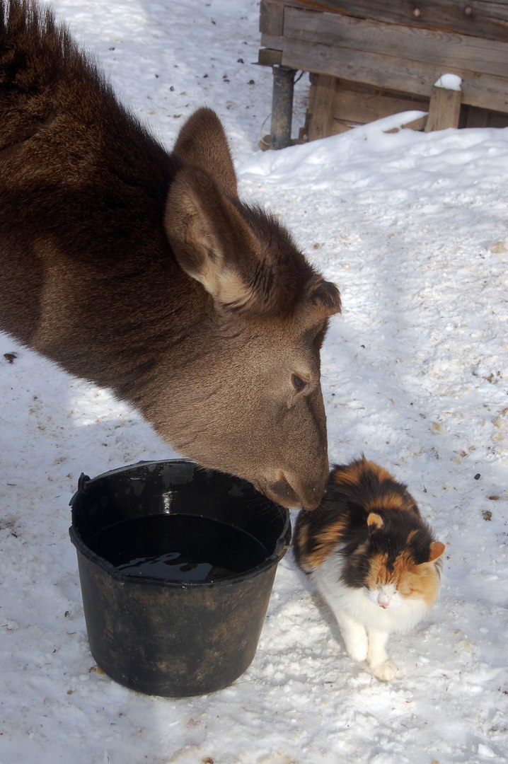 The cats sat on the window, and then on the watering hole, meowed with the deer and the raccoon calls them into the house =) - cat, Deer, mini zoo, Volokolamsk, Not mine, Longpost, Raccoon, Deer