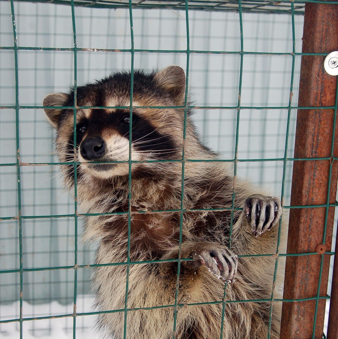 The cats sat on the window, and then on the watering hole, meowed with the deer and the raccoon calls them into the house =) - cat, Deer, mini zoo, Volokolamsk, Not mine, Longpost, Raccoon, Deer