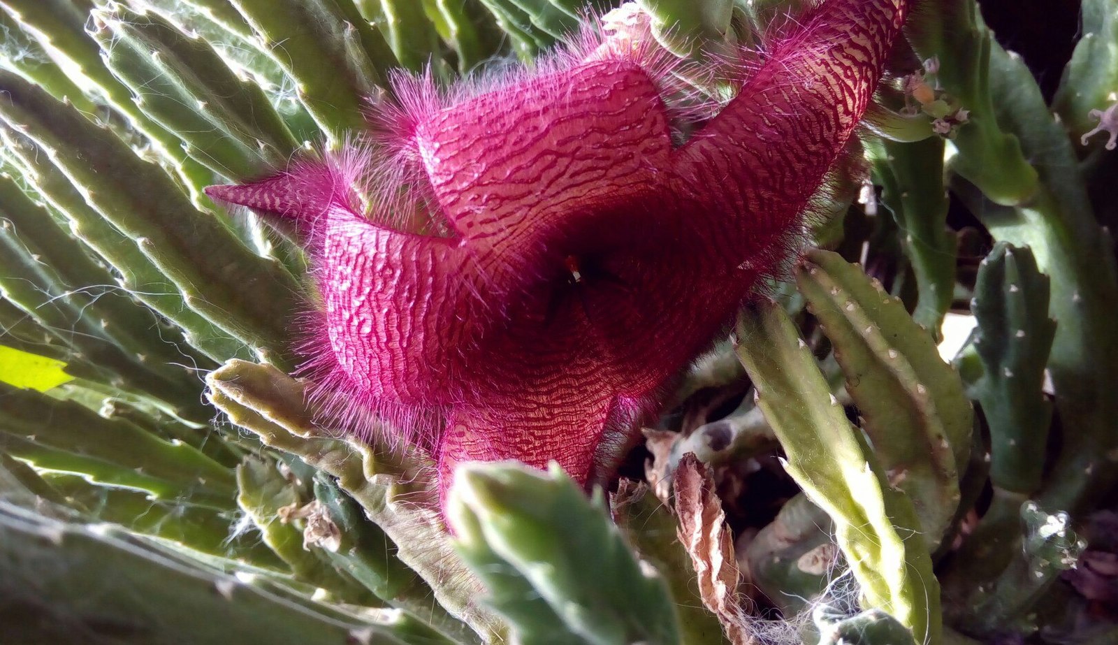 Flowers - My, Flowers, The photo, Snapshot, Orchids, Lily, Cornflower, Cactus, Geranium, Longpost