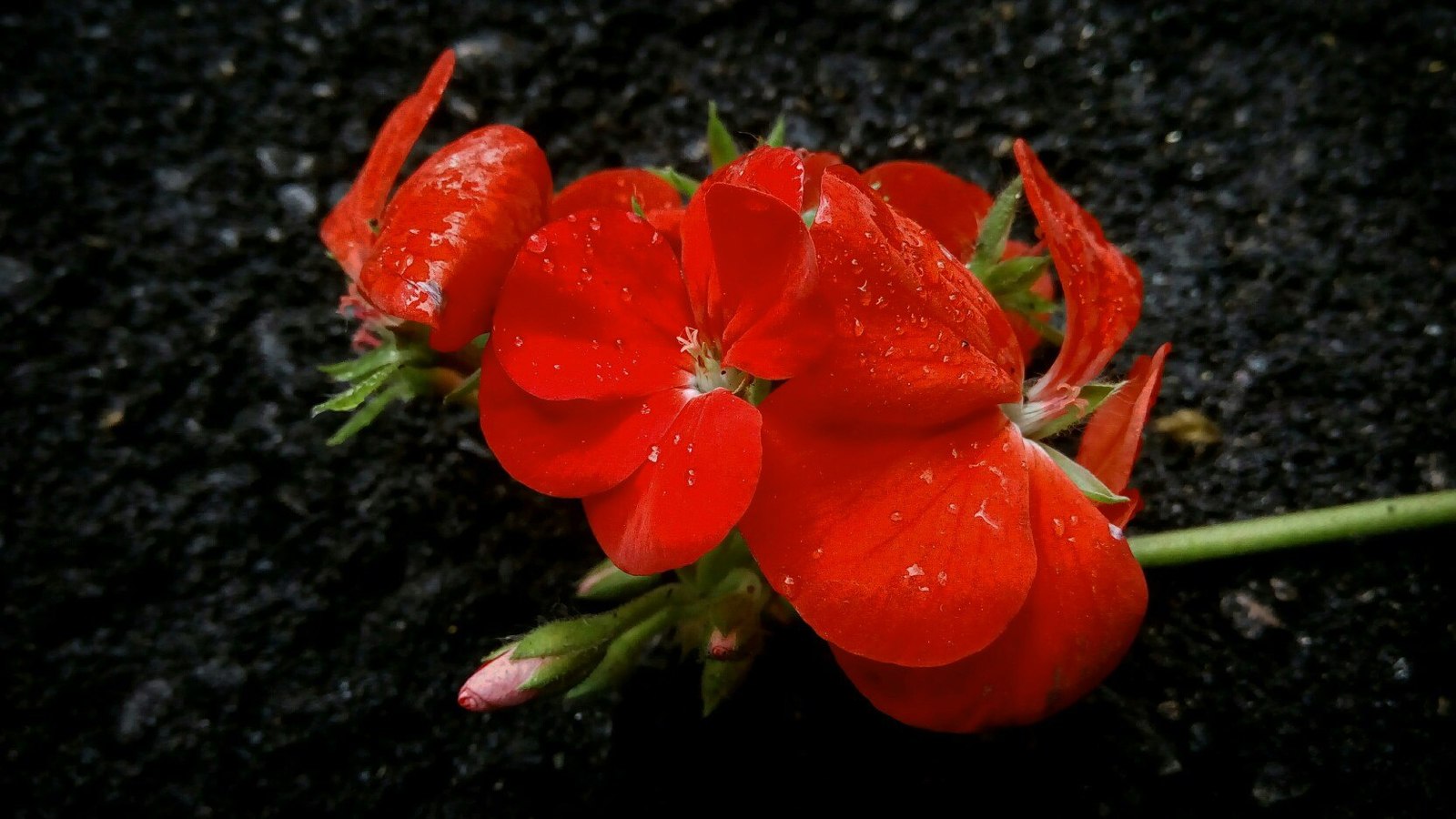 Flowers - My, Flowers, The photo, Snapshot, Orchids, Lily, Cornflower, Cactus, Geranium, Longpost