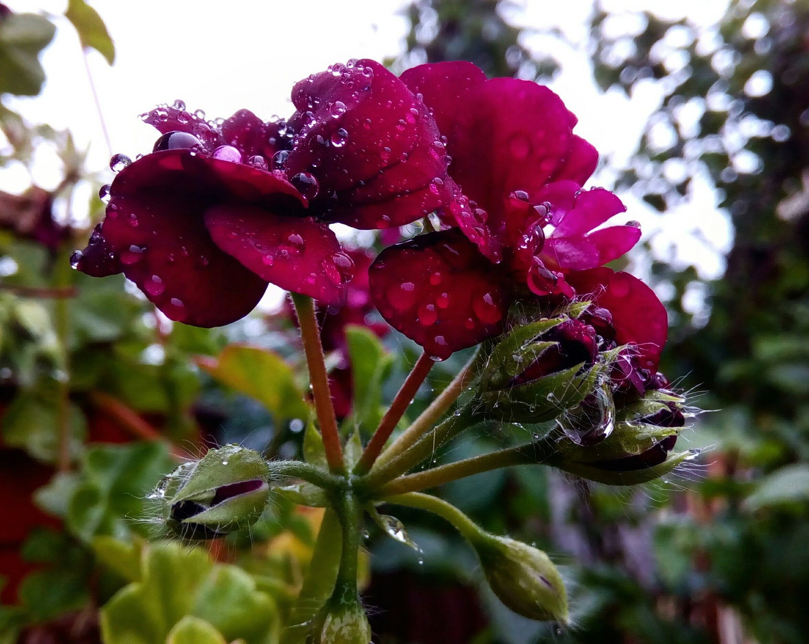 Flowers - My, Flowers, The photo, Snapshot, Orchids, Lily, Cornflower, Cactus, Geranium, Longpost