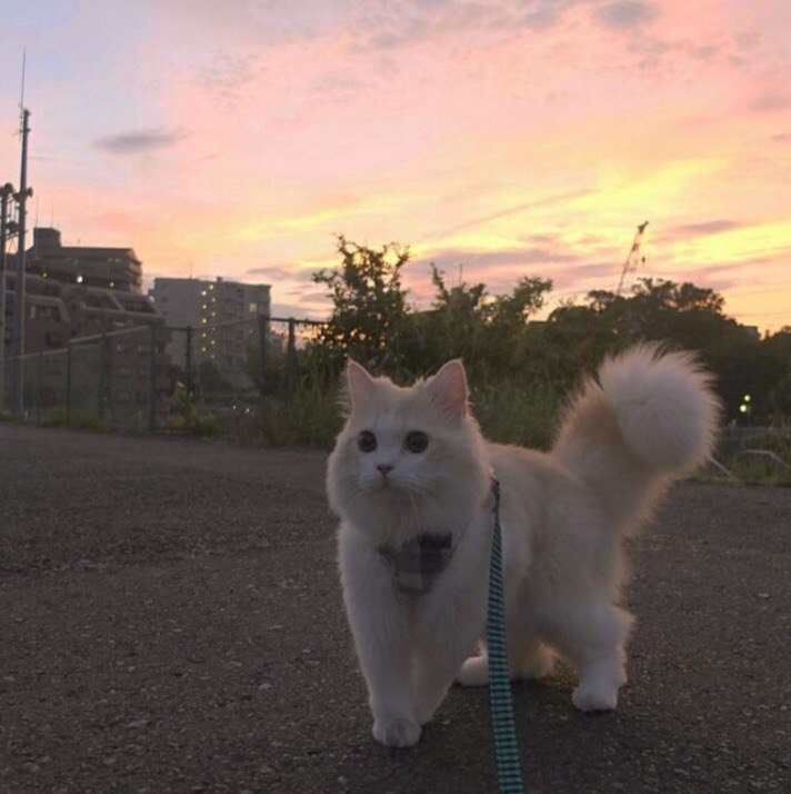 Furry post - cat, Fluffy, The bone is fluffy, Longpost