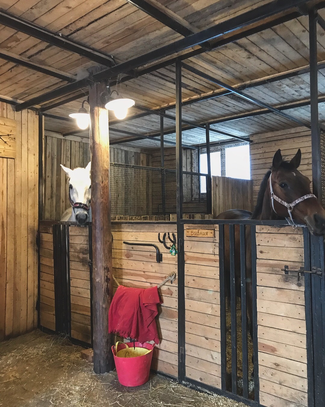 Equestrian Club Zapovedny - My, Horses, Stable, Saint Petersburg, Longpost