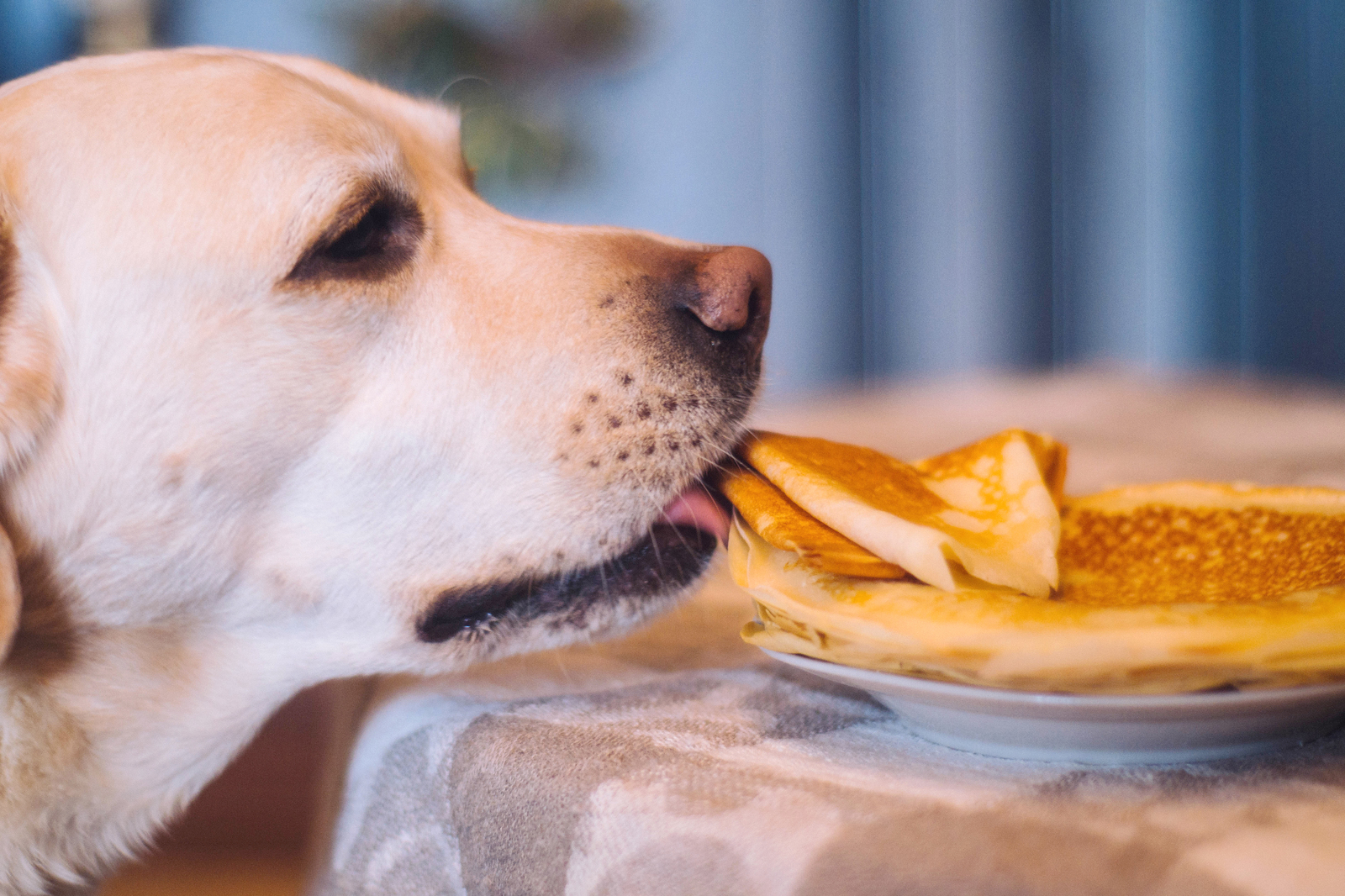 I really want a pancake))) - My, Dog, Labrador, The photo, Maslenitsa, Pancakes