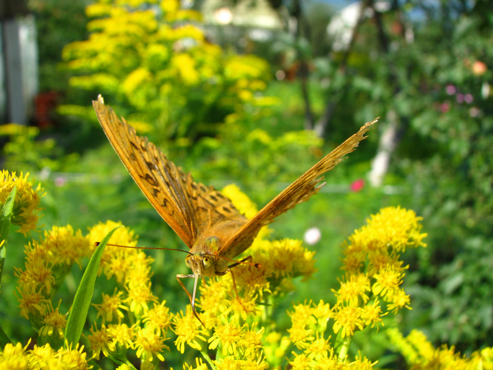 Pinocchio - Butterfly, Southern Urals, Miass