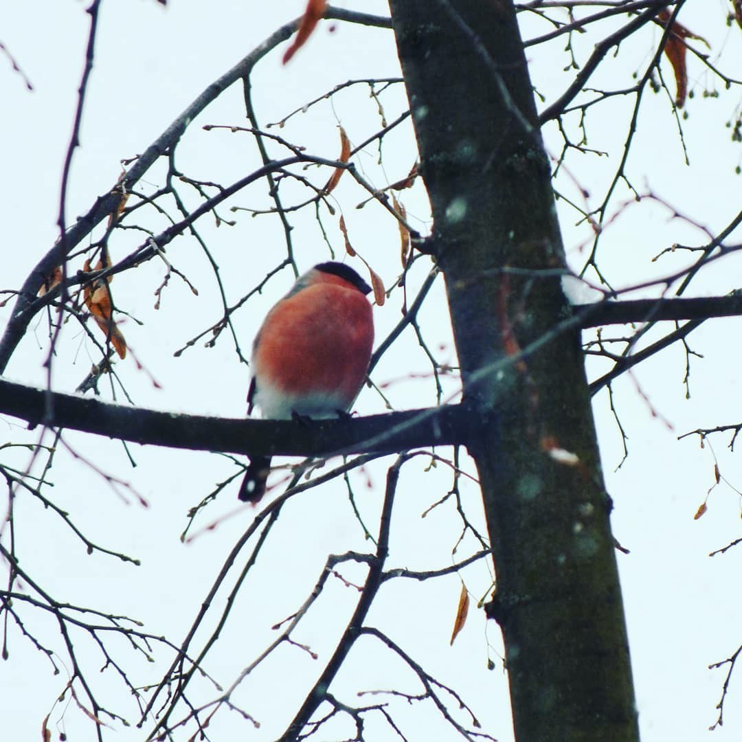 Bullfinches - My, Bullfinches, The photo, Longpost