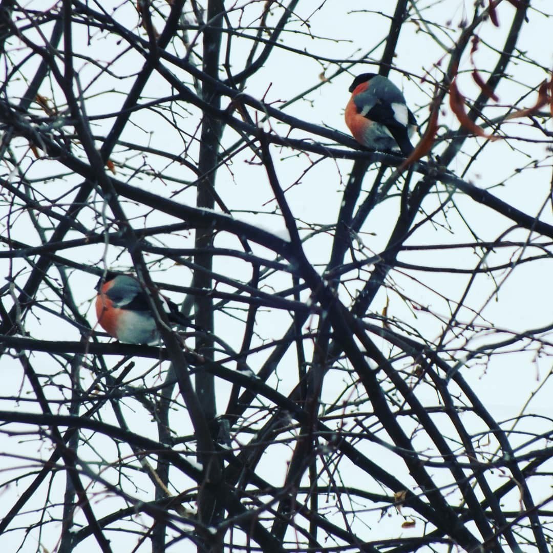 Bullfinches - My, Bullfinches, The photo, Longpost