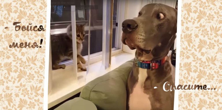 The unfortunate dog is indignant at the fact that the owners have brought a kitten ... The first reaction is always priceless!) - Pet, cat, Video, Longpost, Pets