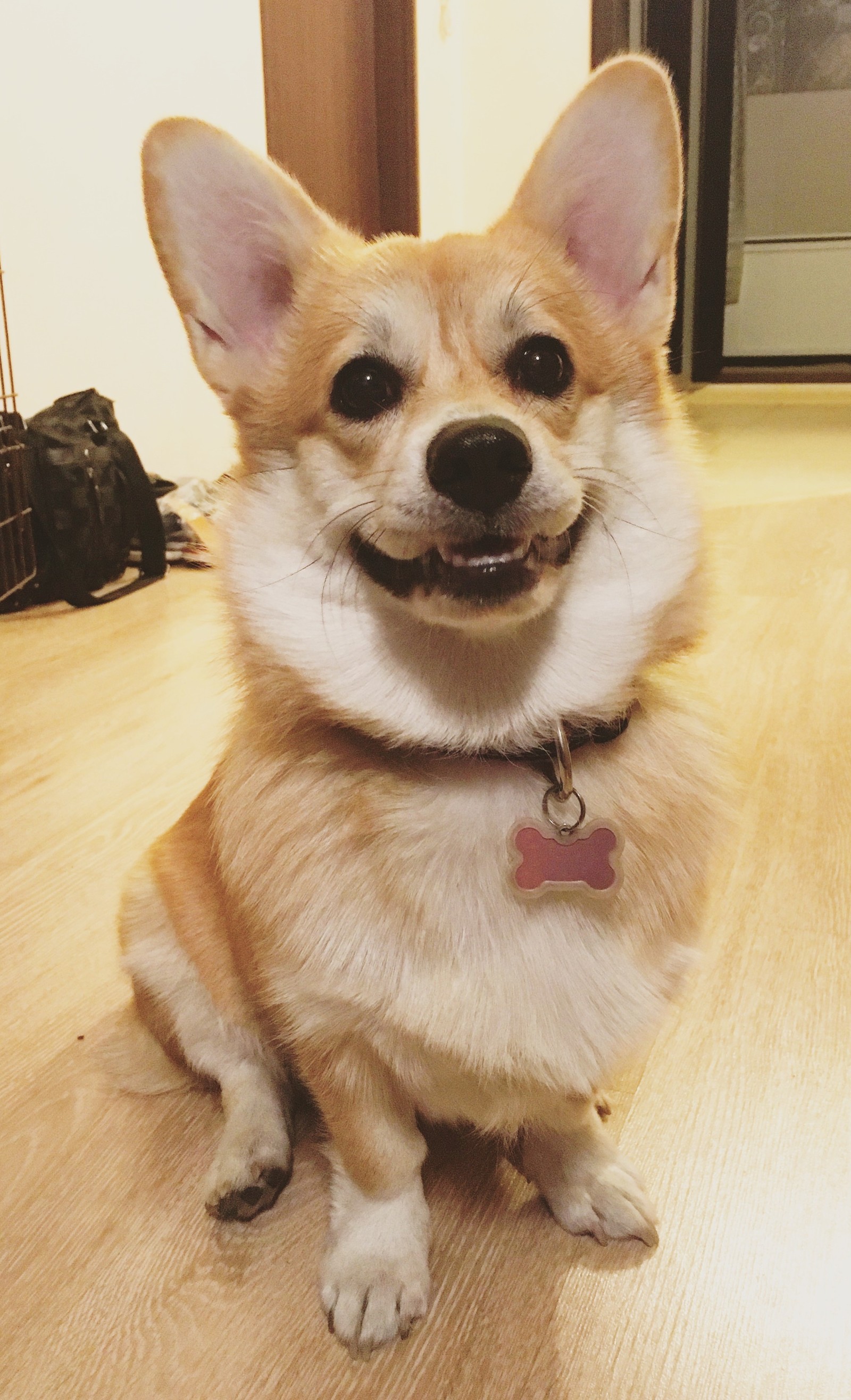 All such obedient Asya - My, Welsh corgi pembroke, Dog, Corgi, Longpost