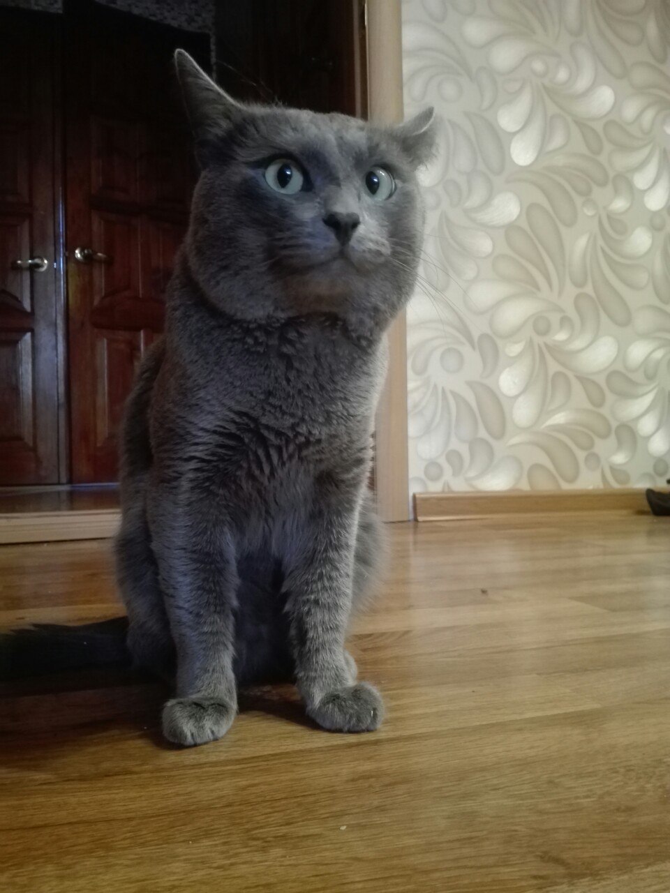 Scratching post - My, cat, Door, Scratching post, Longpost