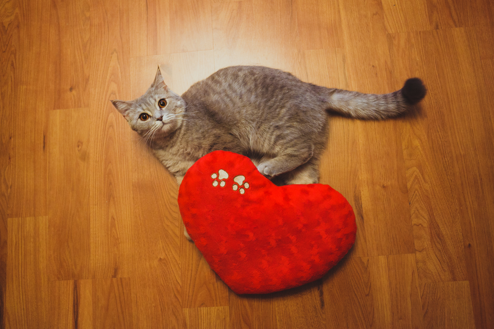 Happy Valentine's Day - My, cat, Heart, Valentine's Day