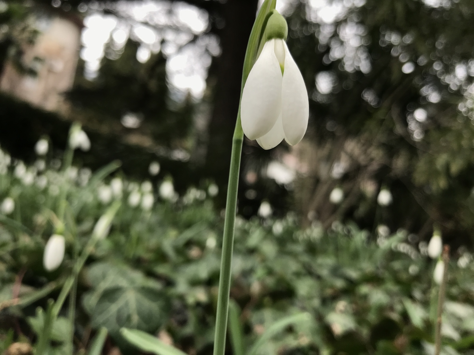 Spring in February. Crimea. Nikitsky Botanical Garden. - My, Snowdrops, Crimea, Nikitsky Botanical Garden, Crimean Spring, Sakura, Longpost, Snowdrops flowers