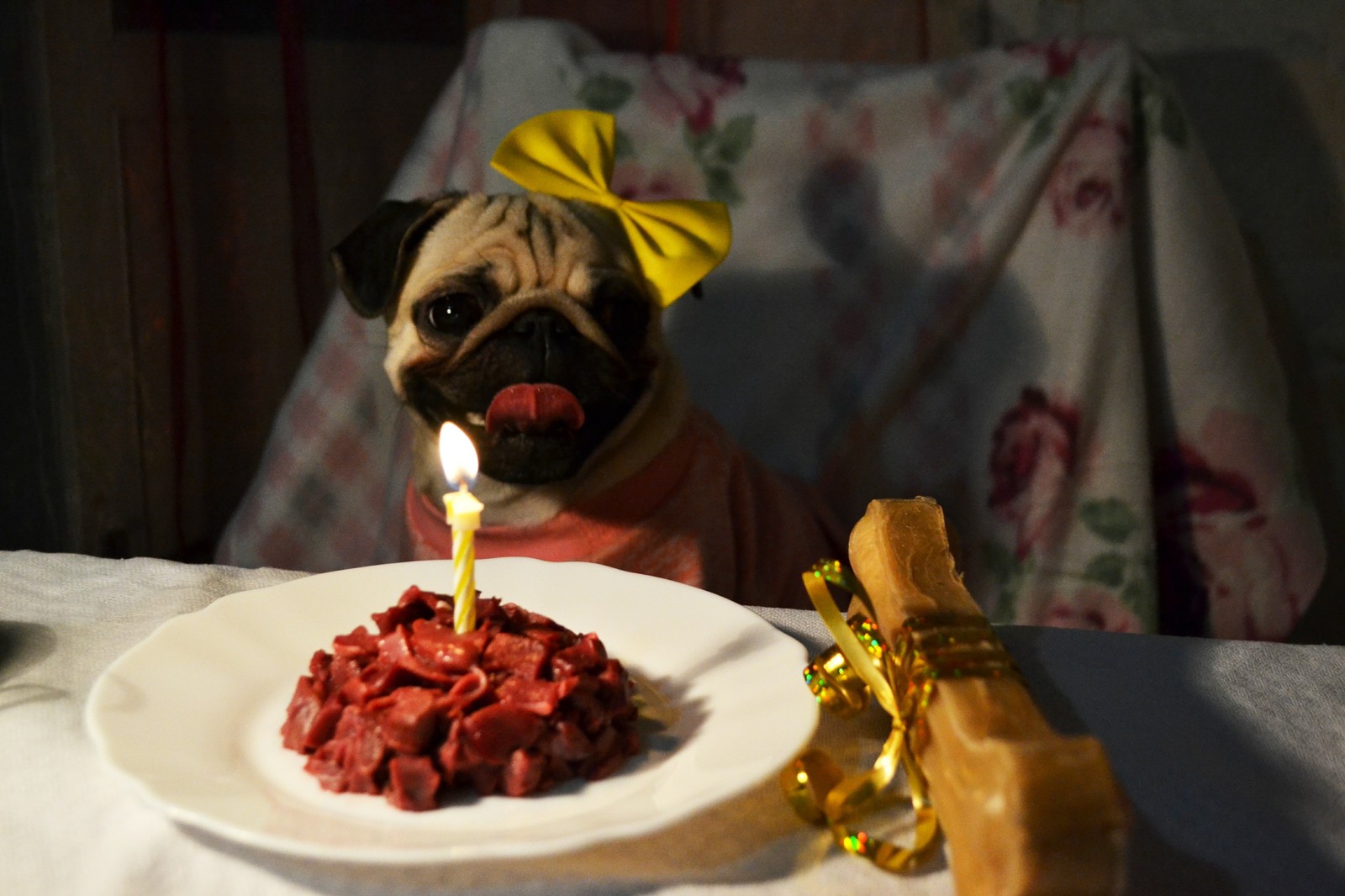 Birthday) - My, Pug, Dog, Birthday