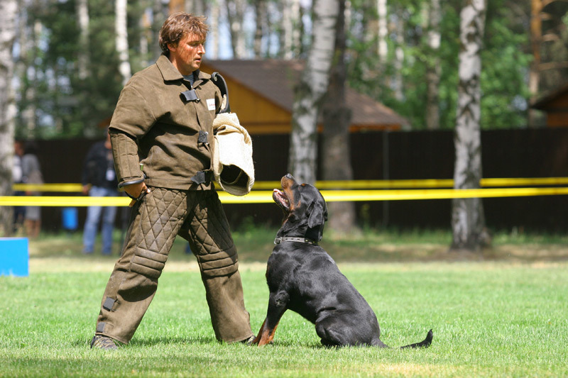 Service dogs at 470 Service Dog Center - , Service dogs, Army, , Dog, Longpost, Tag